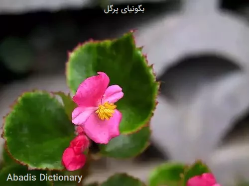 بگونیای پرگل